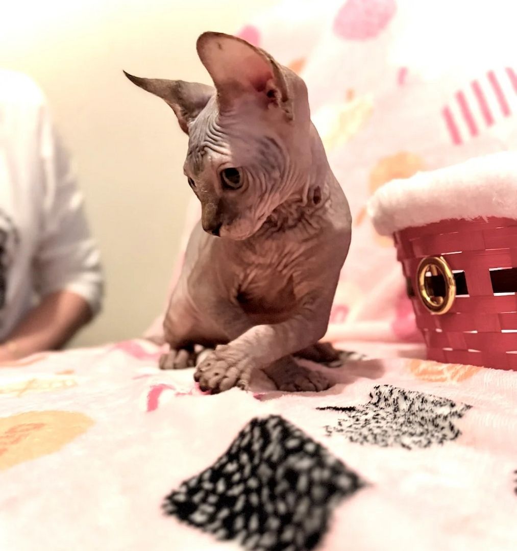 Wunderschöne Sphynx-Kätzchen