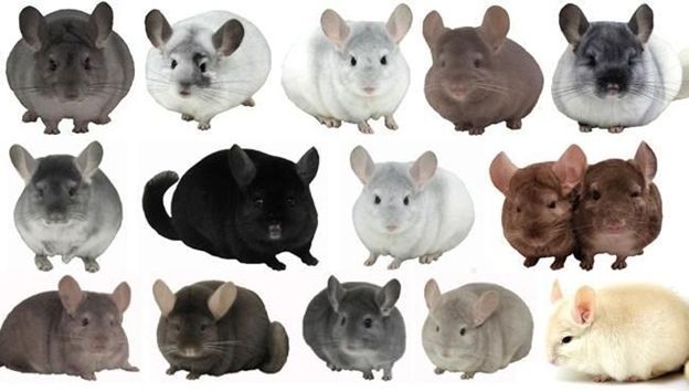 Suche weibliche Chinchilla