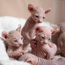 Wunderschöne Sphynx-Kätzchen