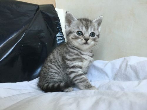 Schotse vouwen Kätzchen b