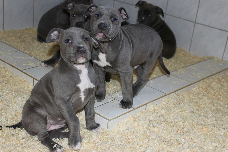 Süße Pitbull-Welpen