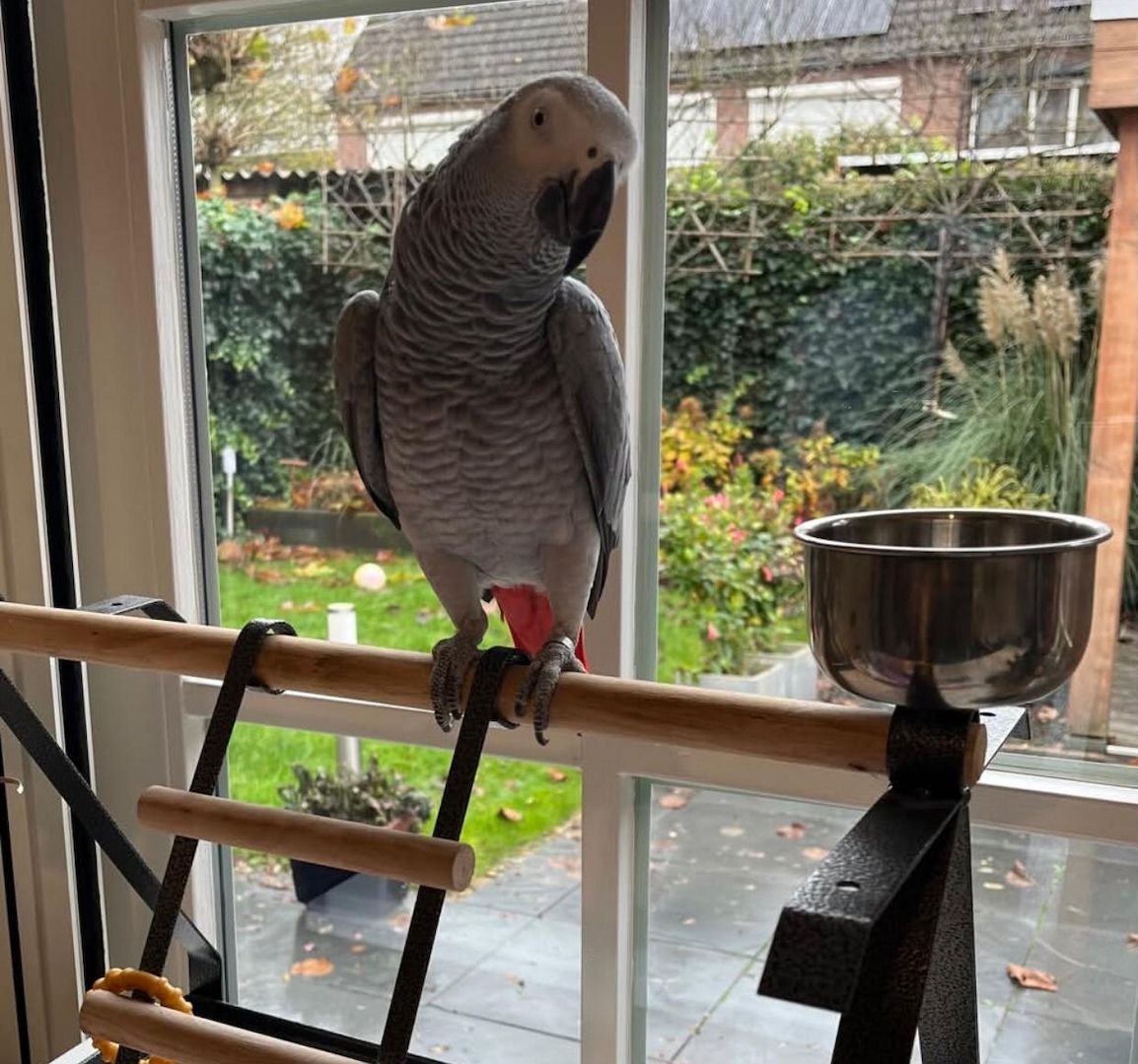 Graupapageien zu verkaufen