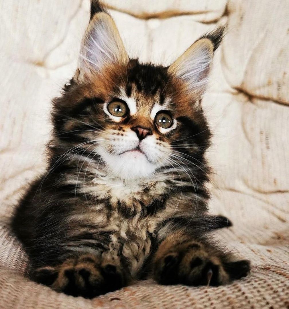 Котята мейн-кун ищут новый дом