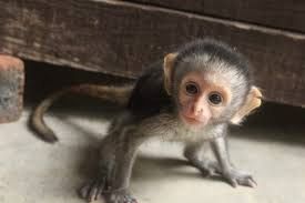 Totenkopfäffchen, Kapuzineraffen, Spinnenaffen, Schimpansen und Krallenaffen zu verkaufen