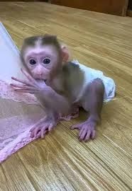 Makakenbaby zur Adoption