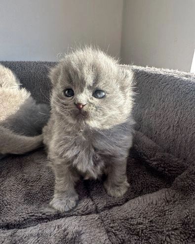 Britisch Kurzhaar-Wurf