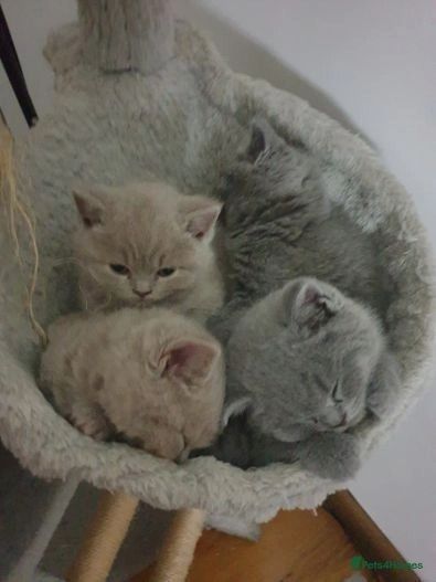 Britische Kurzhaar-Kätzchen zur Adoption