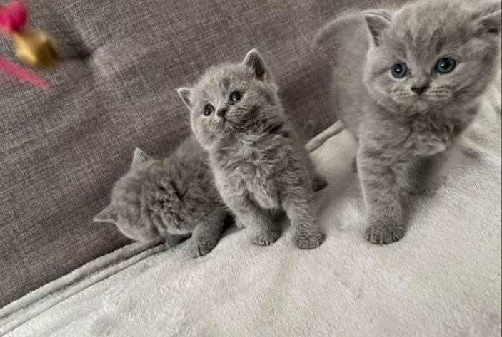 Britische Kurzhaar-Kätzchen zur Adoption