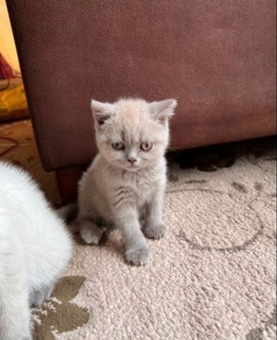 Britisch Kurzhaar-Wurf