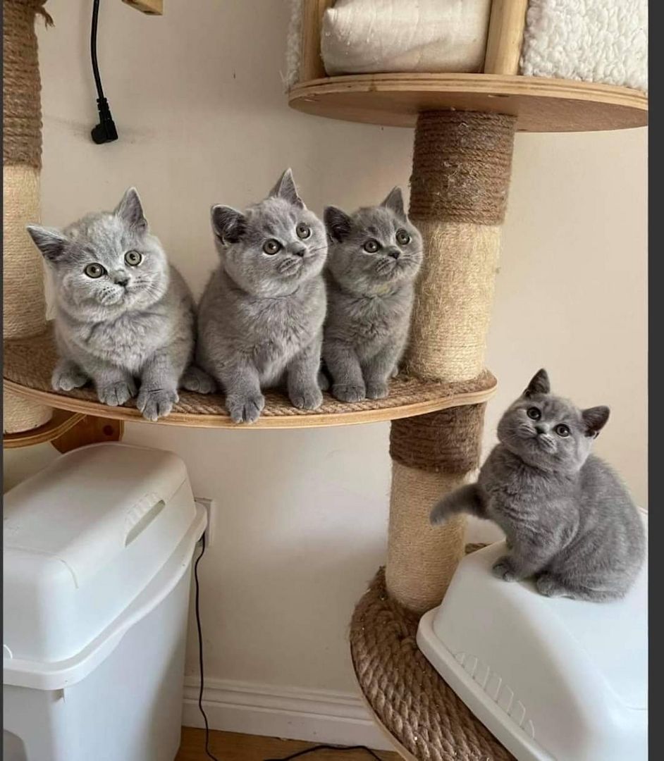 Britisch Kurzhaar-Wurf