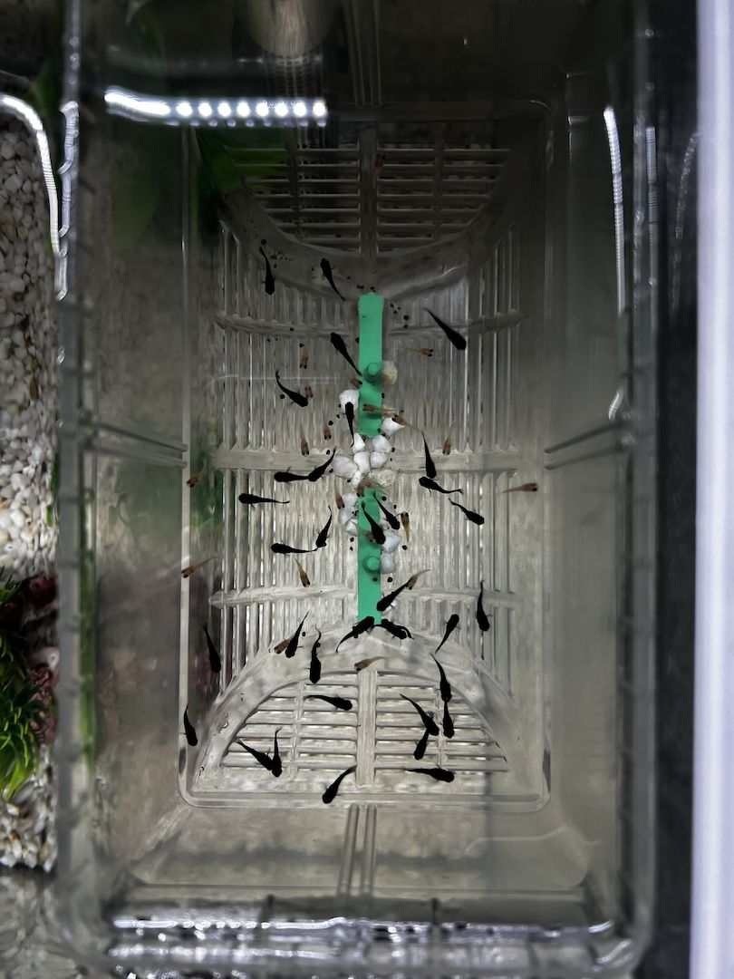 Guppy-Jungfische – ca. 50 Stück