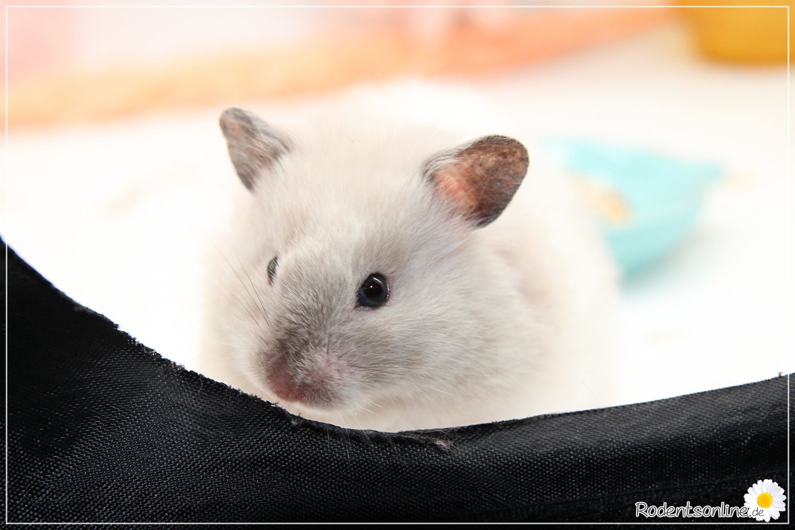 Zauberhafte, zahme Goldhamster und Teddyhamster Jungtiere