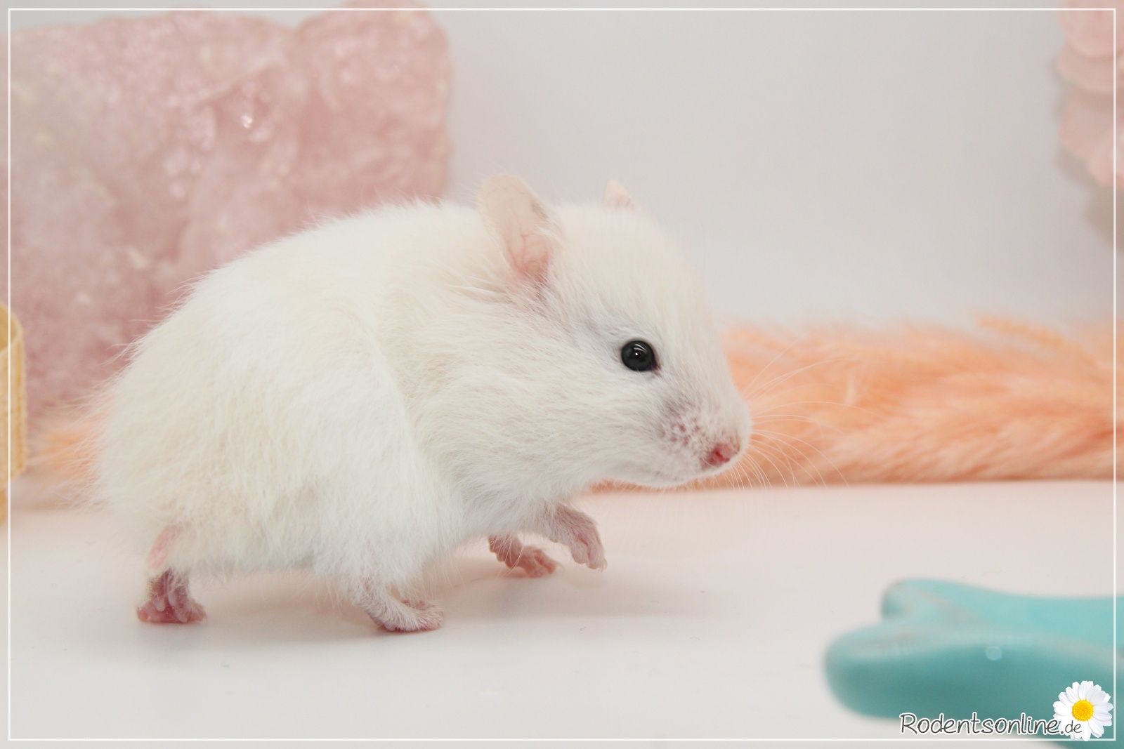 Zauberhafte, zahme Goldhamster und Teddyhamster Jungtiere