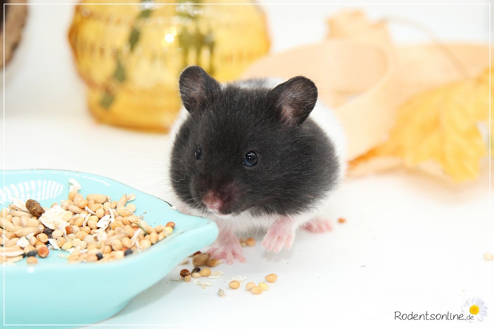 Zauberhafte, zahme Goldhamster und Teddyhamster Jungtiere