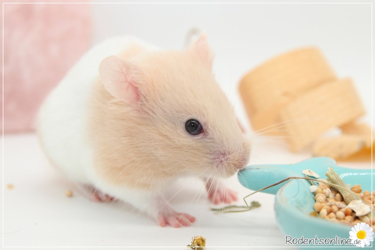 Zauberhafte, zahme Goldhamster und Teddyhamster Jungtiere