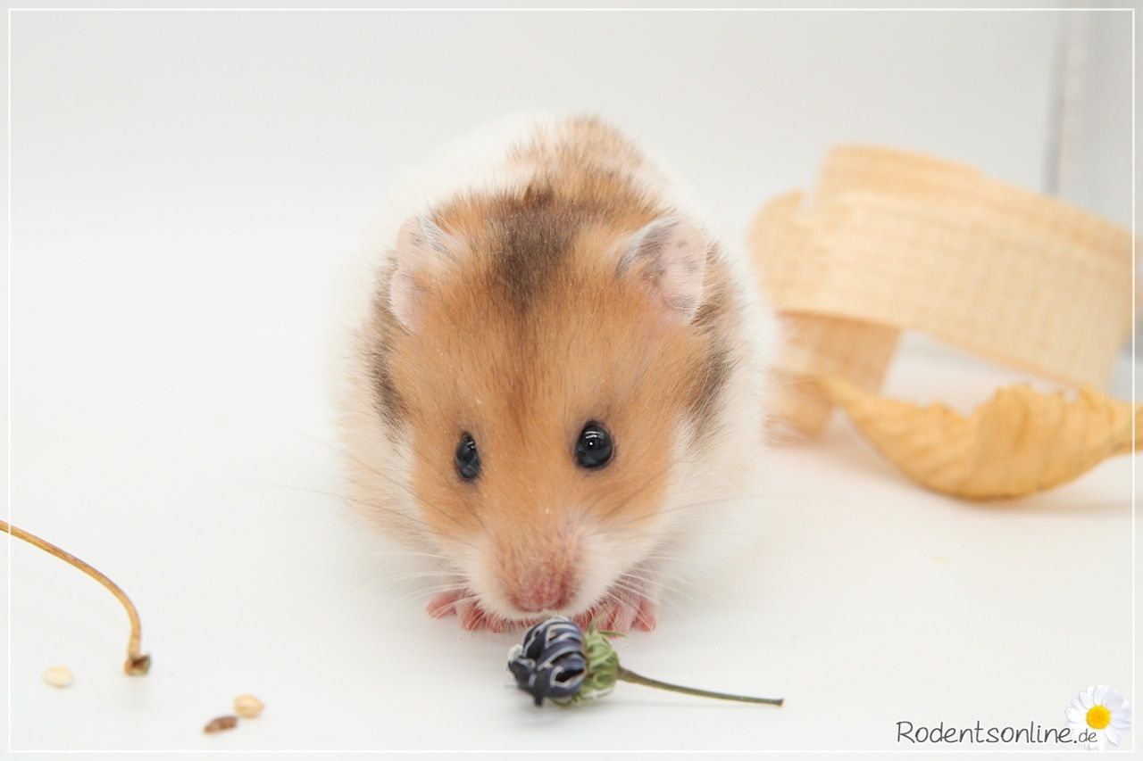 Zauberhafte, zahme Goldhamster und Teddyhamster Jungtiere