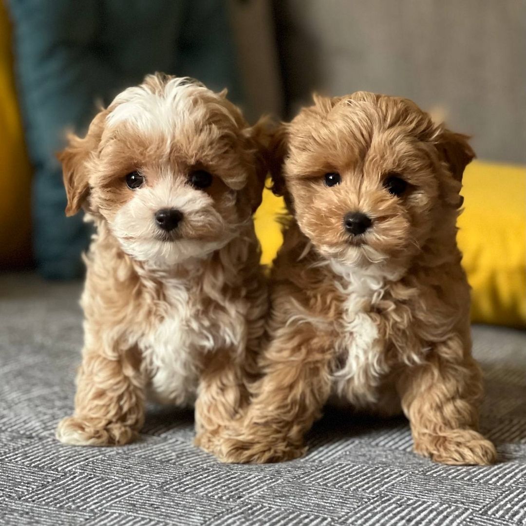 Maltipoo-Welpen zur Adoption