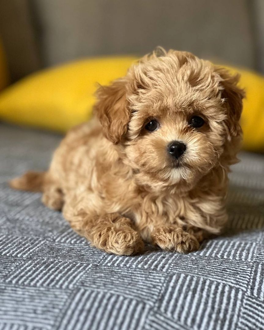 Maltipoo-Welpen zur Adoption