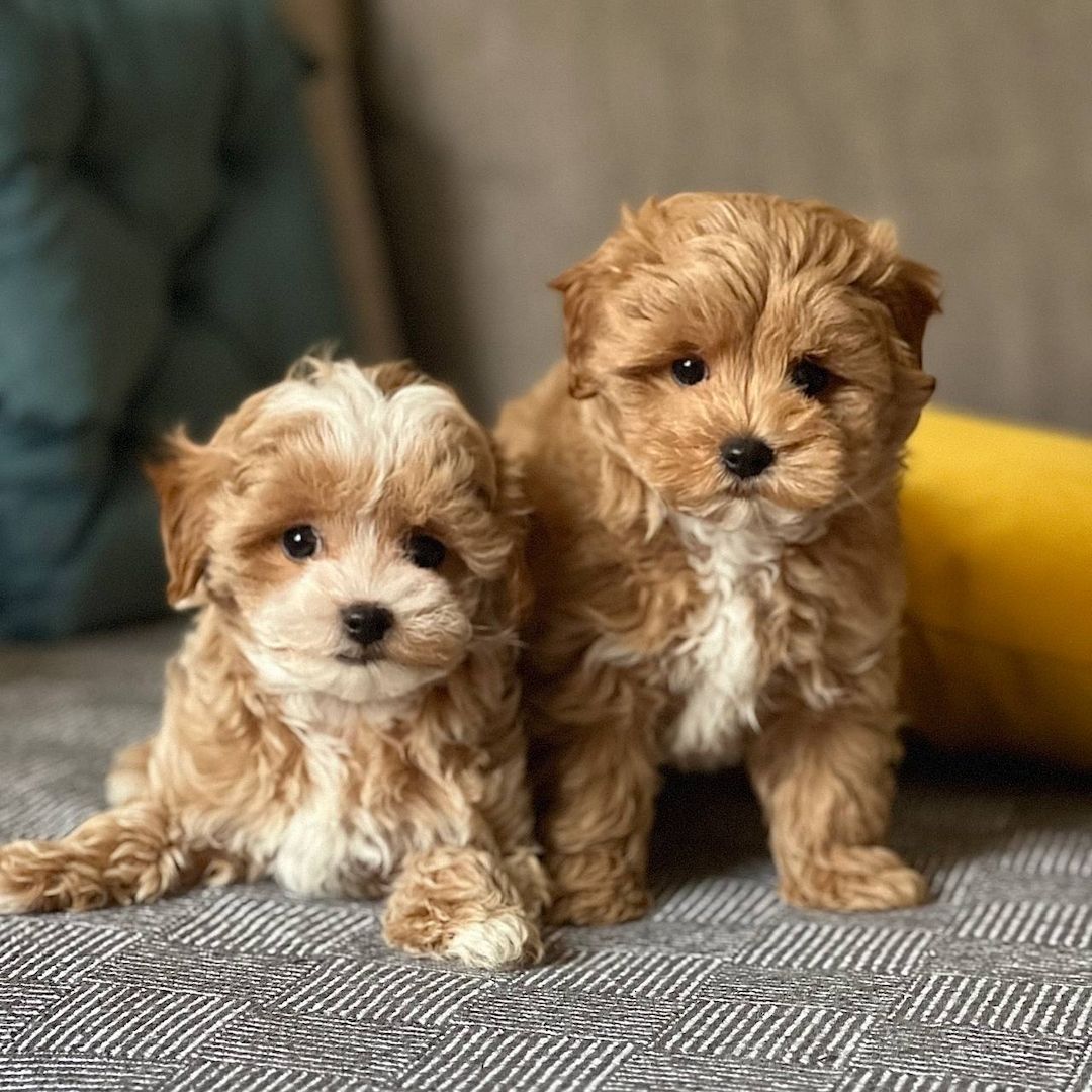Maltipoo-Welpen