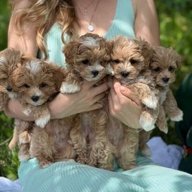 Maltipoo-Welpen