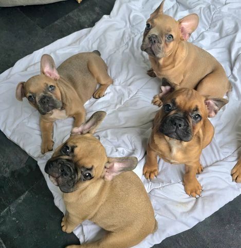 Französische Bulldogge