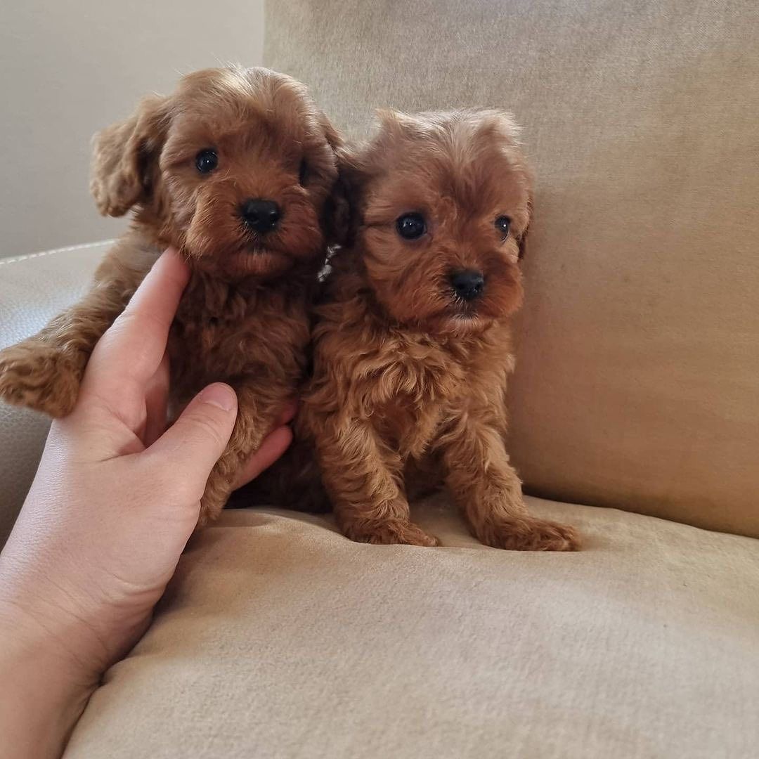 Cavapoo-Welpen zur Adoption