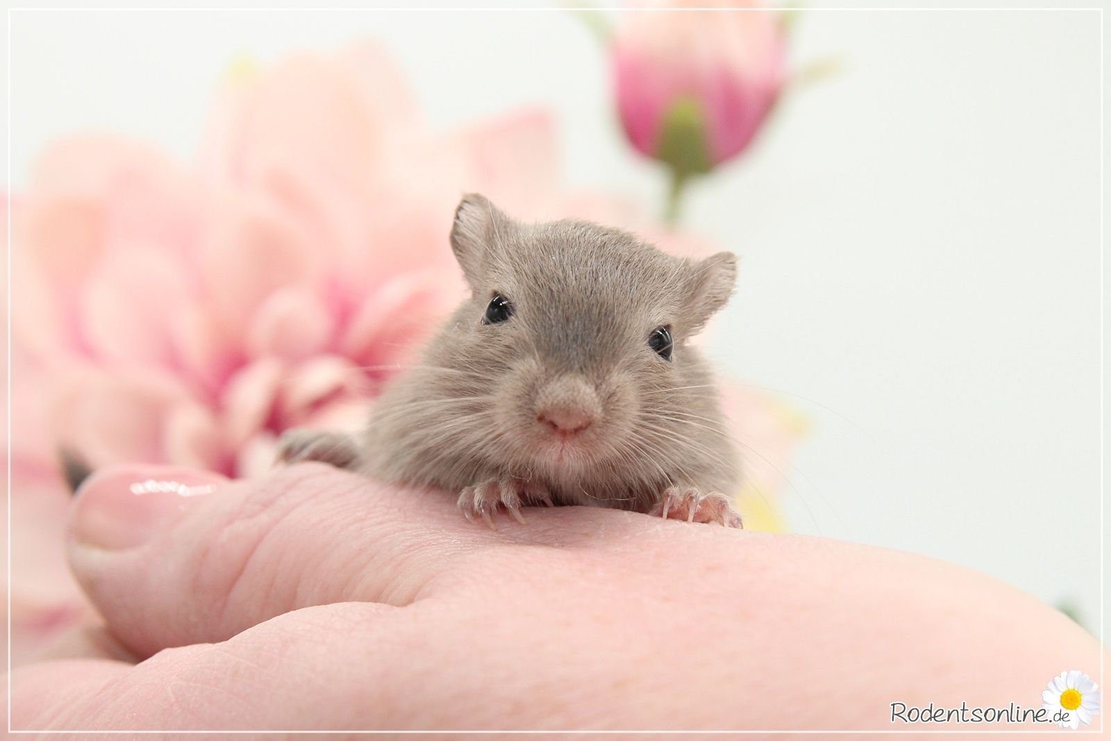 Zahme, zauberhafte Rennmäuse
