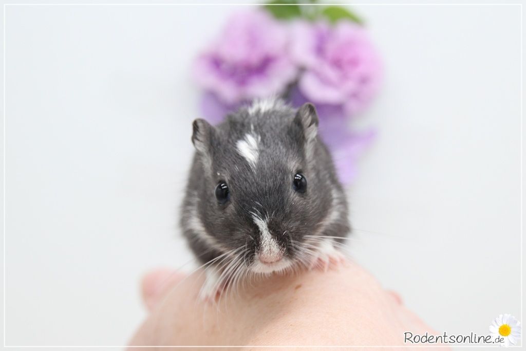 Zahme, zauberhafte Rennmäuse