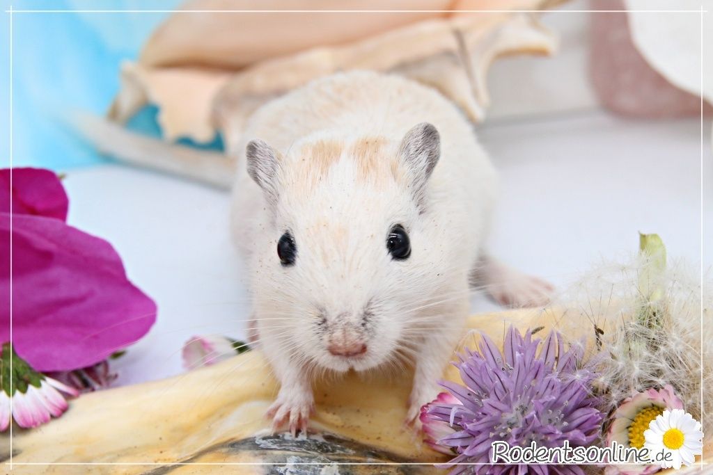 Zahme, zauberhafte Rennmäuse