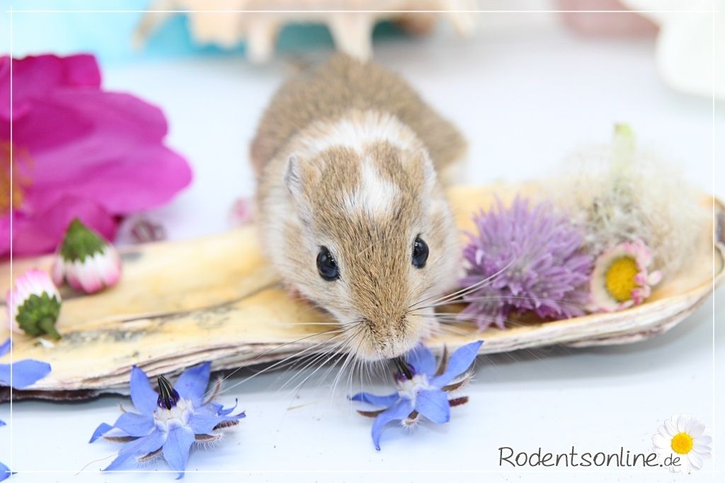 Zahme, zauberhafte Rennmäuse