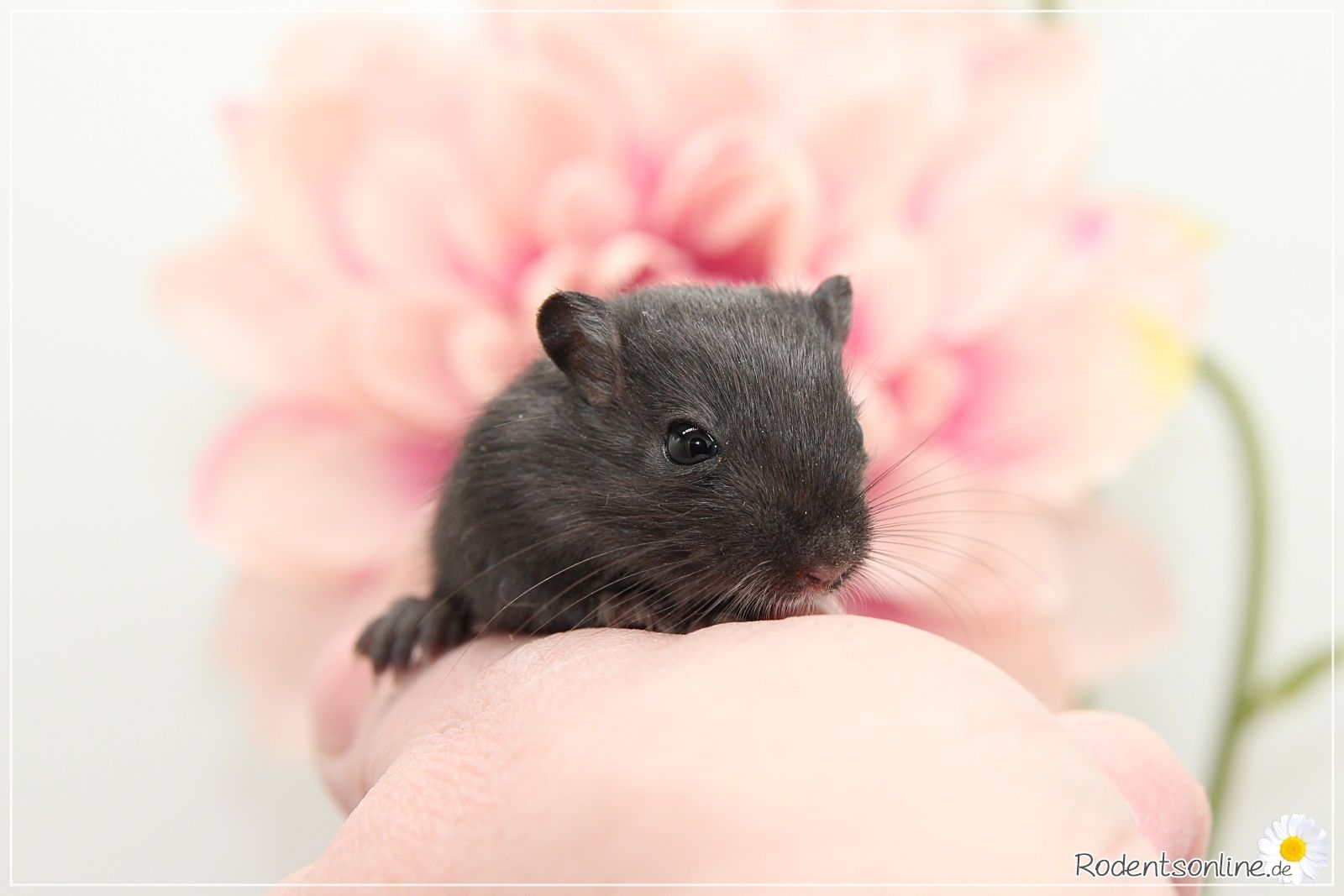 Zahme, zauberhafte Rennmäuse