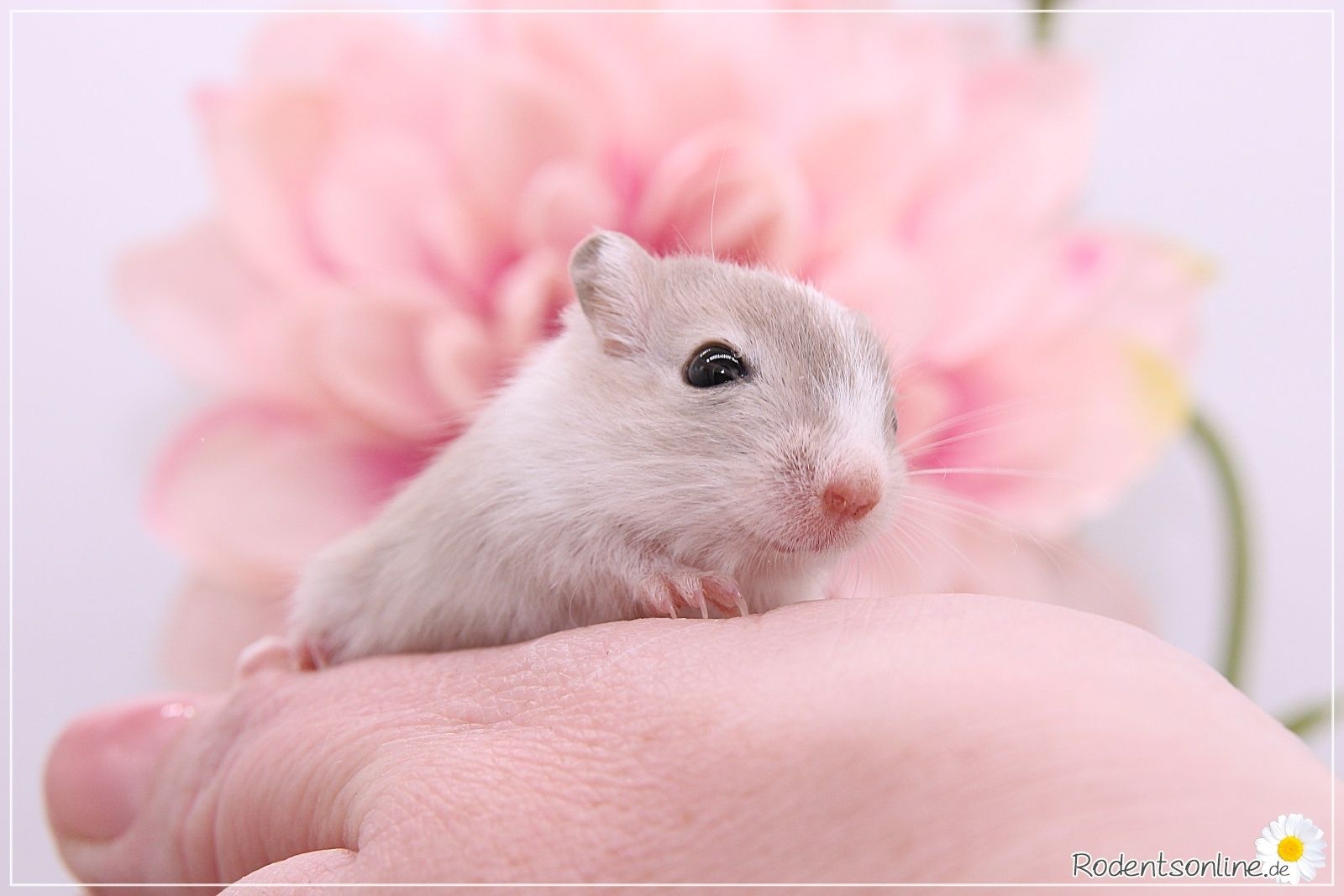 Zahme, zauberhafte Rennmäuse