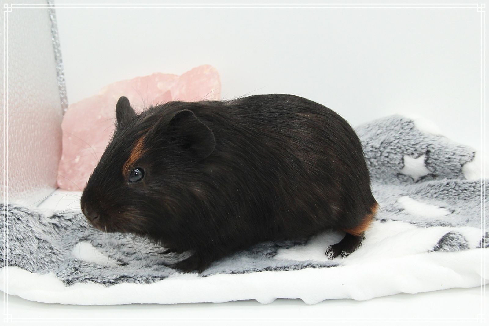 Meerschweinchen Weibchen