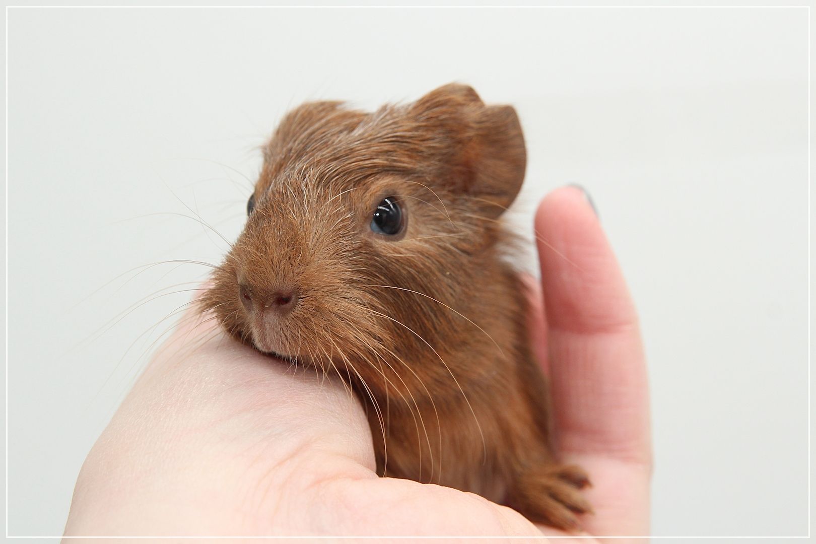 Meerschweinchen Weibchen