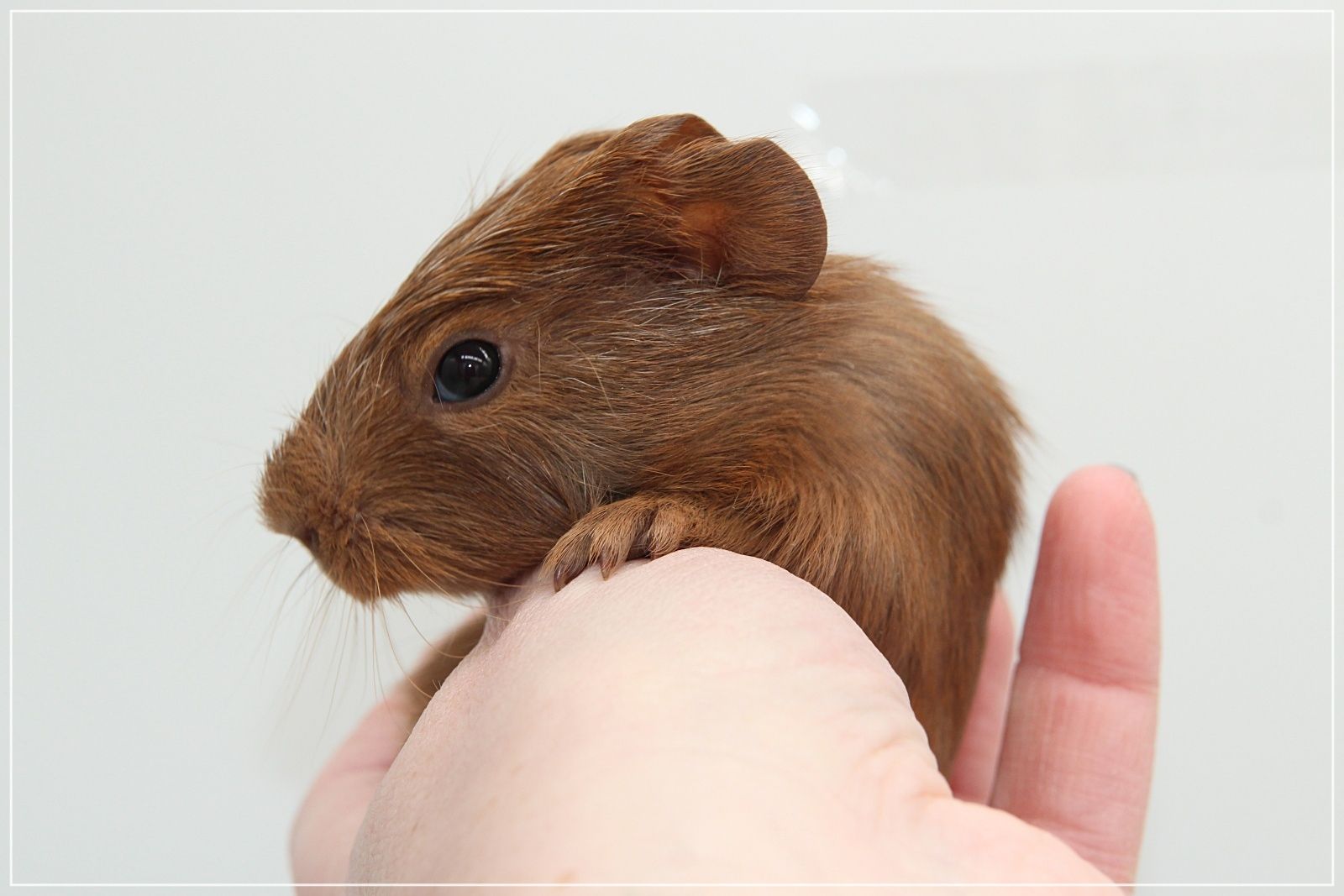 Meerschweinchen Weibchen