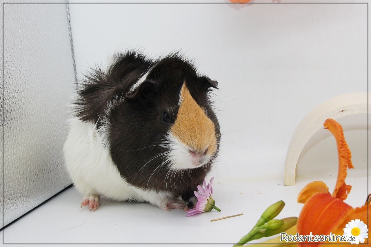 Meerschweinchen Weibchen