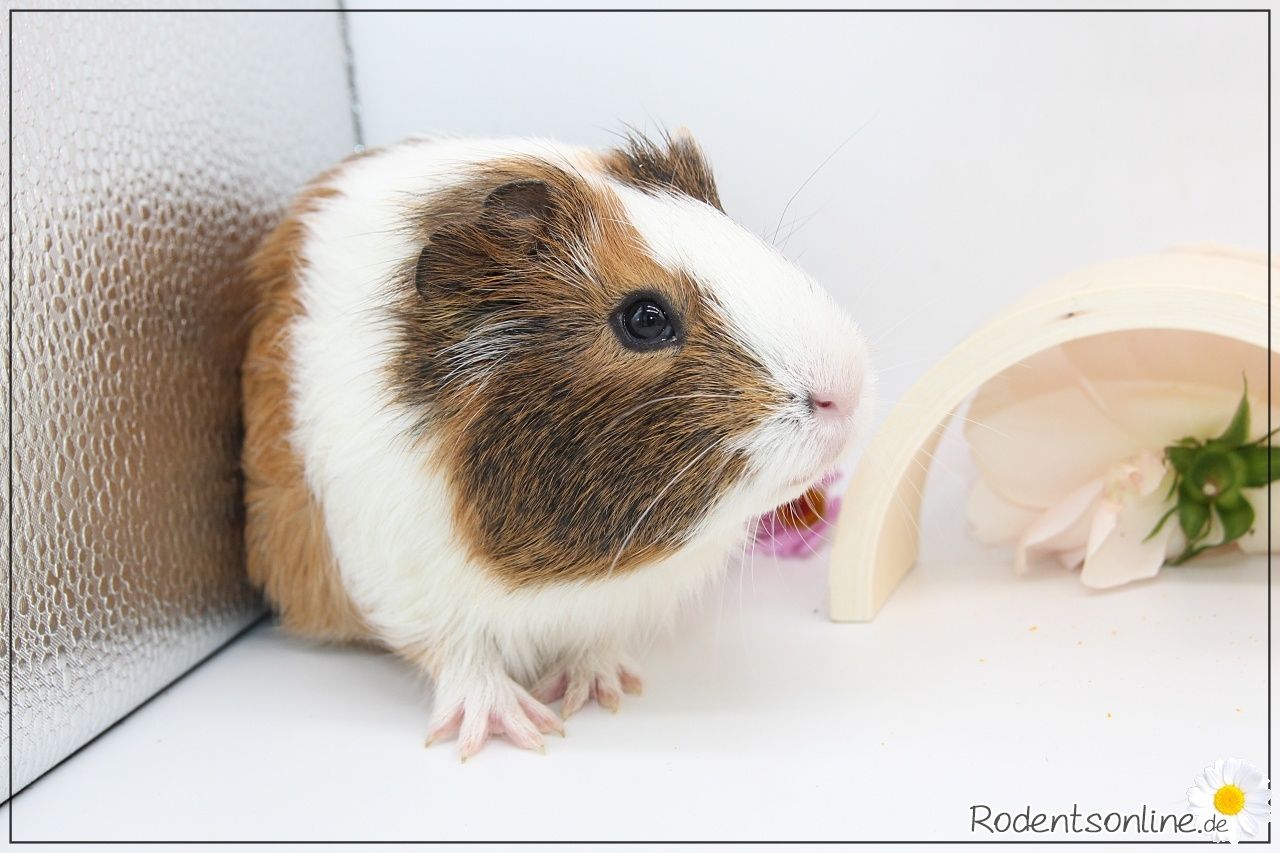 Meerschweinchen Weibchen