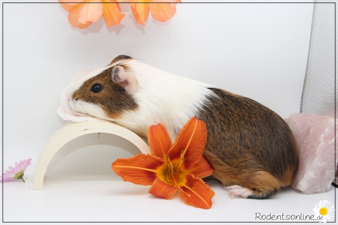 Meerschweinchen Weibchen