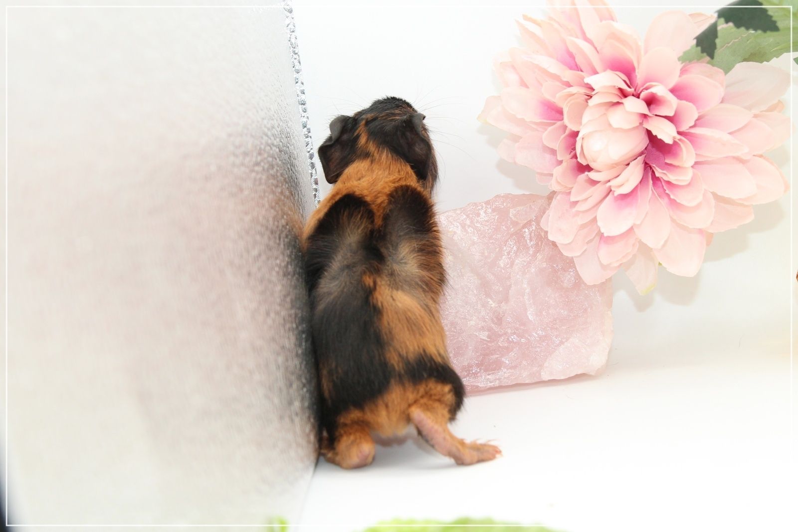 Meerschweinchen Weibchen