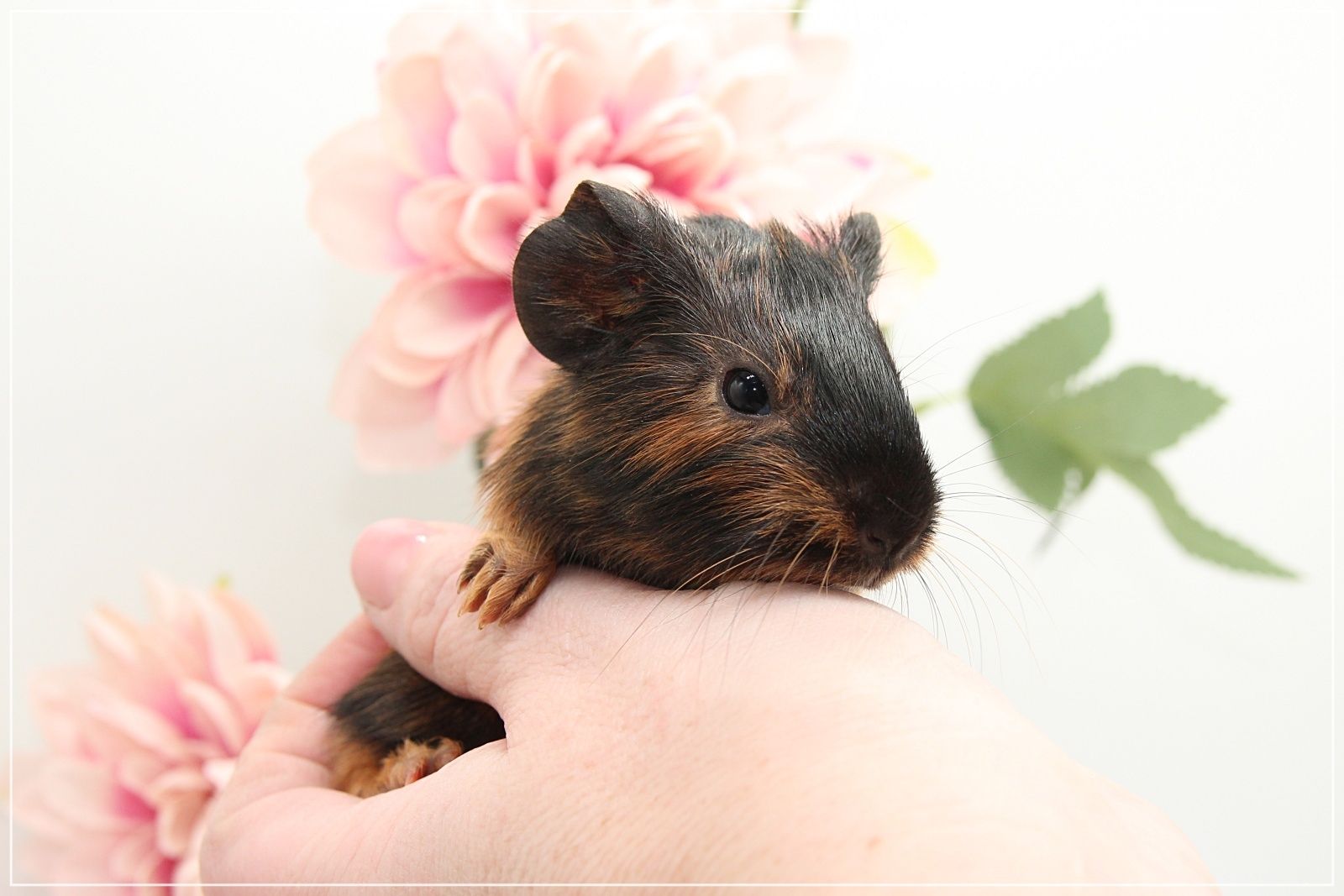 Meerschweinchen Weibchen