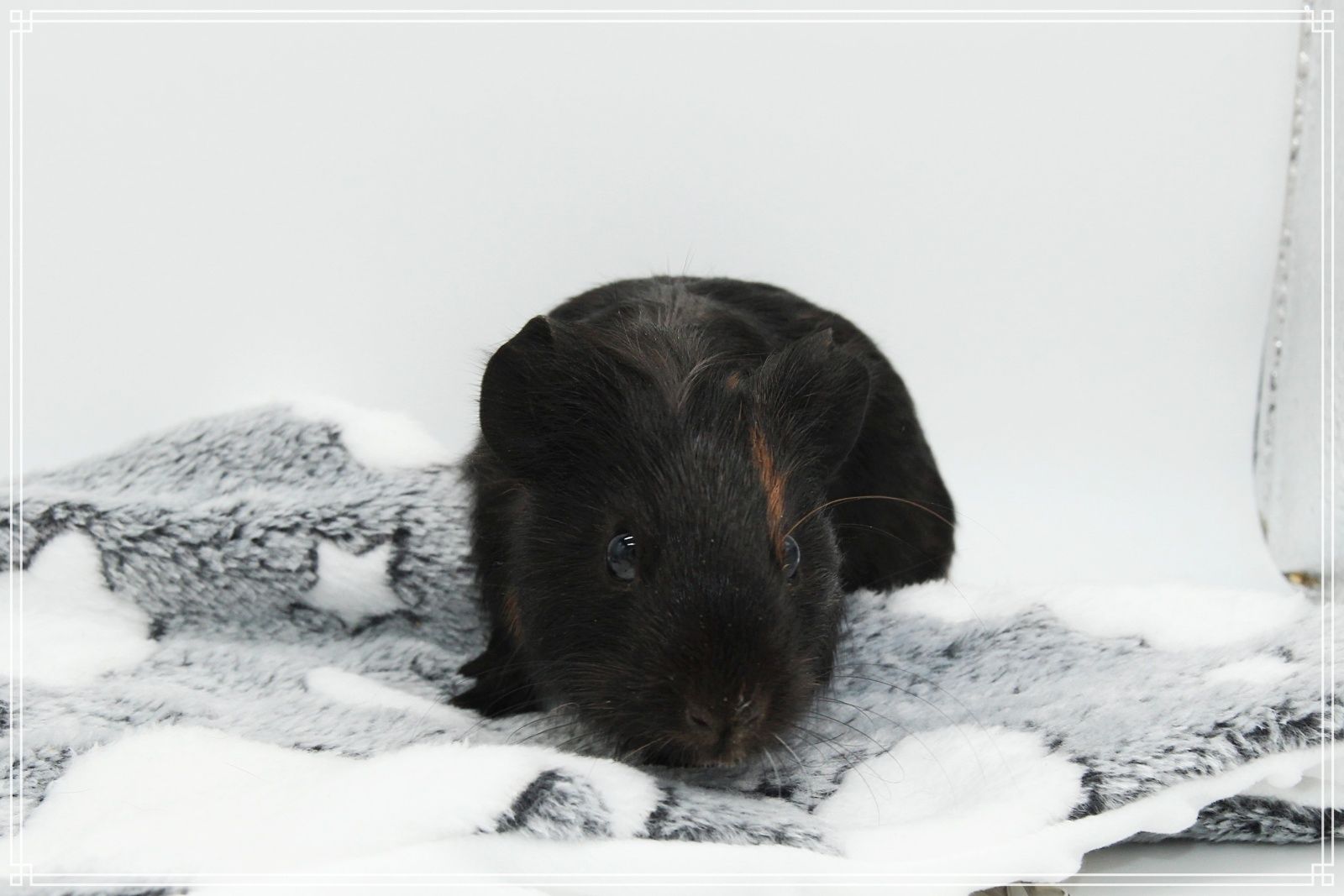 Meerschweinchen Weibchen