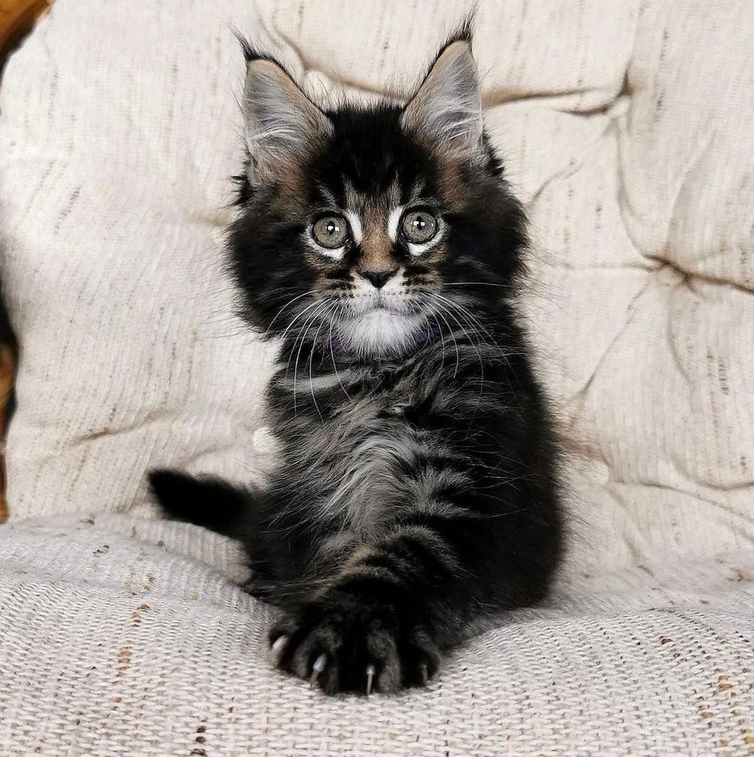 Maine Coons zu verkaufen