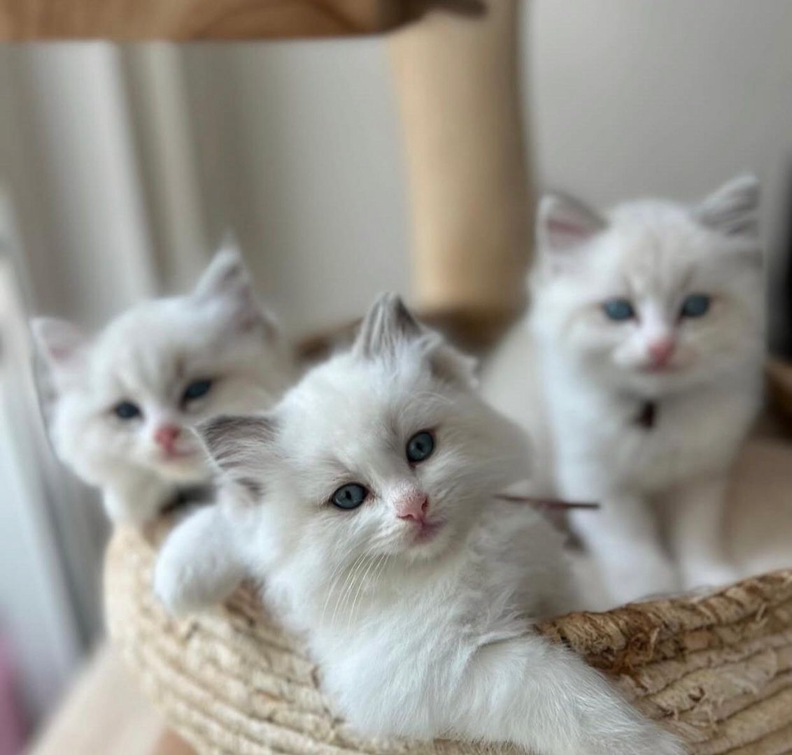 Ragdoll-Kätzchen aus liebevoller Hausaufzucht zu verkaufen