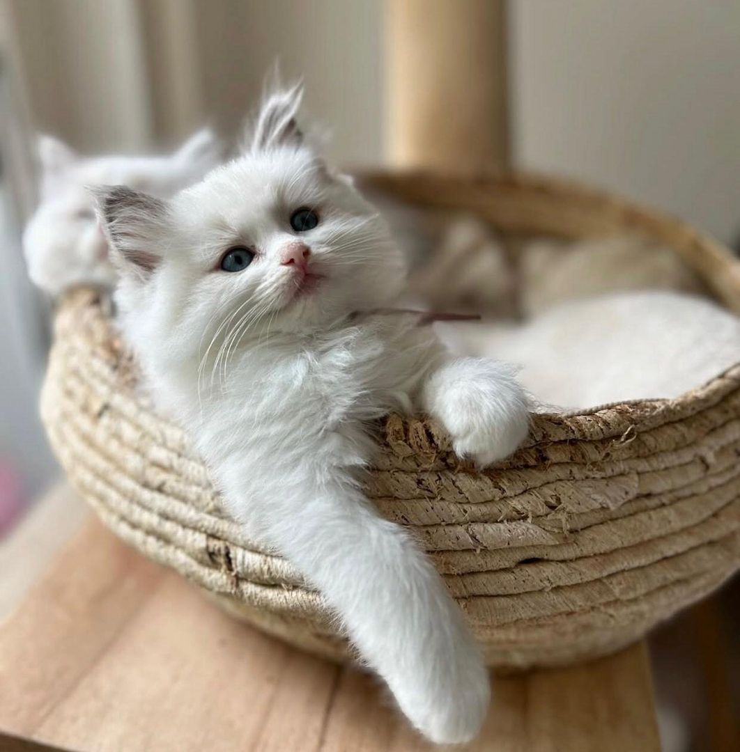 Ragdoll-Kätzchen aus liebevoller Hausaufzucht zu verkaufen