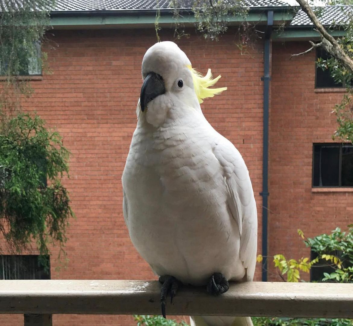 Weißhaubenkakadus zu verkaufen