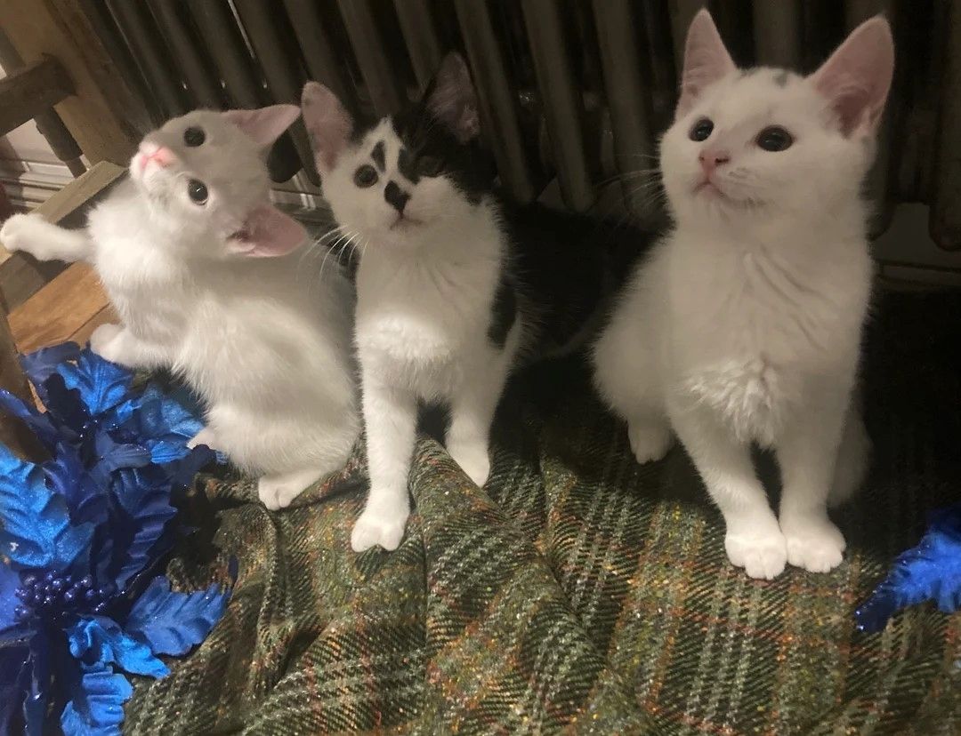 Türkisch Van-Kätzchen