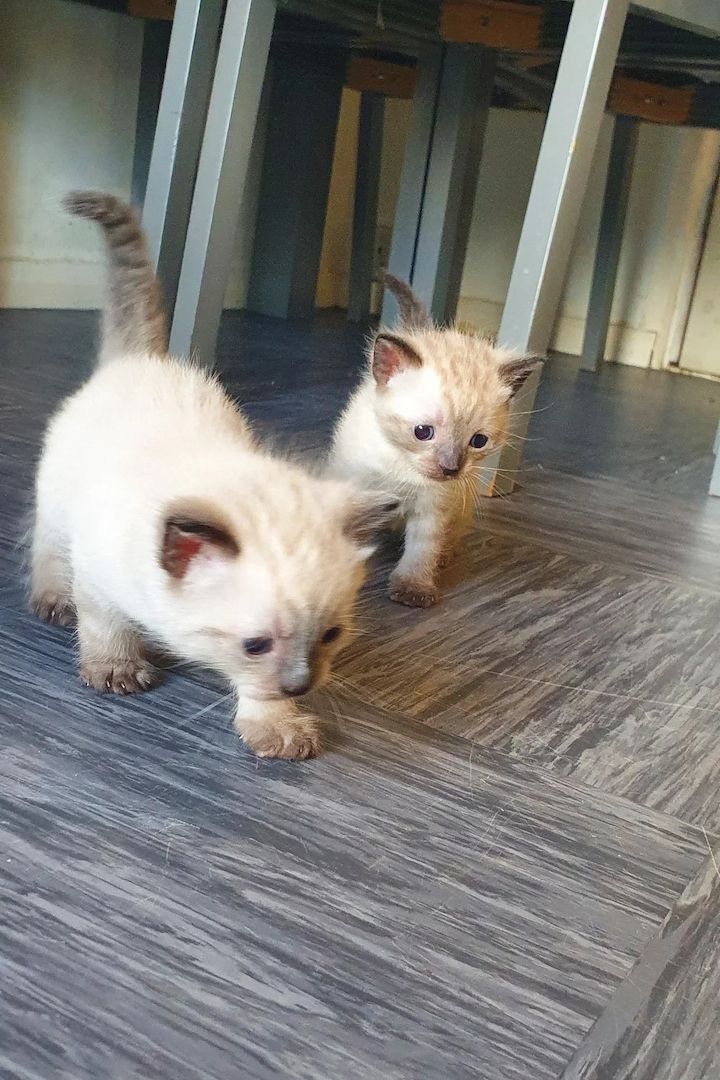 4 bezaubernde Tonkinesen-Babys