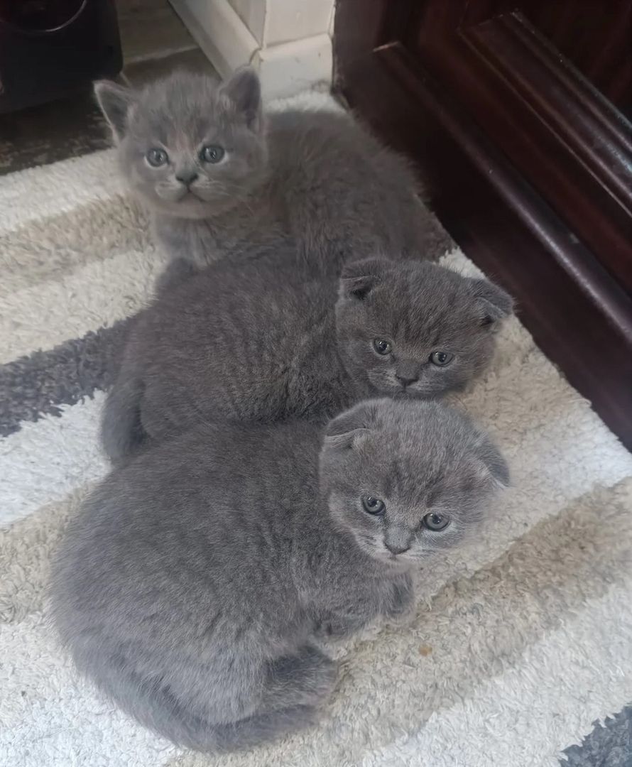Scottish-Fold-Kätzchen