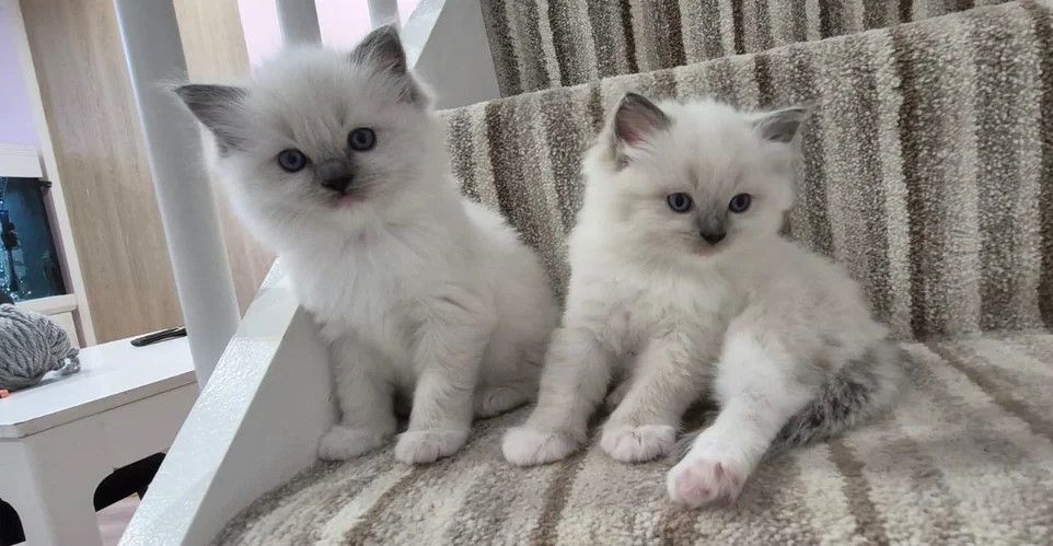 Ragdoll-Kätzchen in Blue Point-Linie