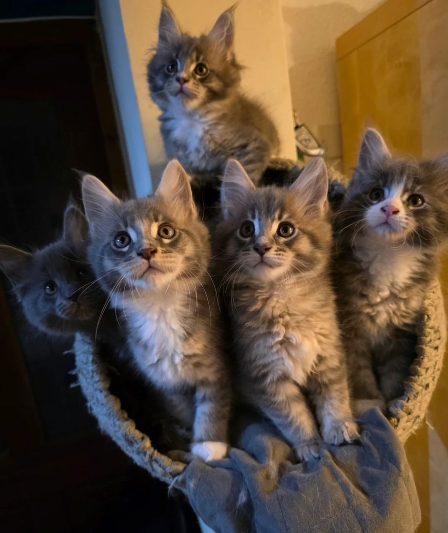 Wunderschöne Maine-Coon-Kätzchen